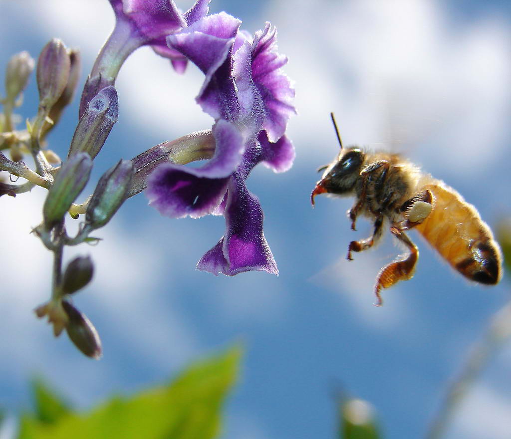 Медоносная пчела — замечательный природный фармацевт.