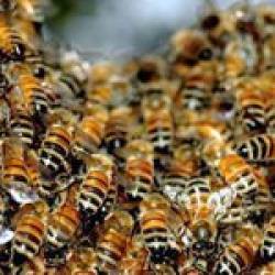 Миллионы пчел атаковали водителей после ДТП