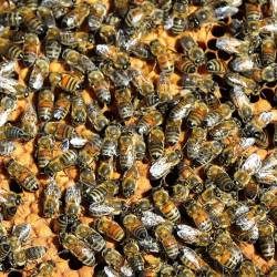 В Австрии из городского парка украли миллион пчел